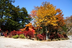 赤城神社脇の紅葉