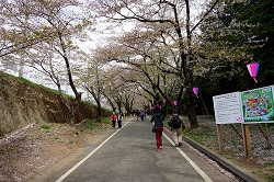 桜のトンネルの筈が・・・