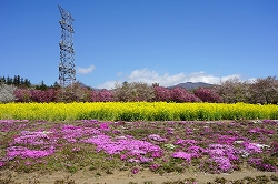 芝桜と菜の花と桜と赤城山