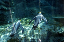 水中を飛ぶペンギン