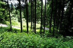 林の中の急な林道