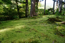 苔の絨毯