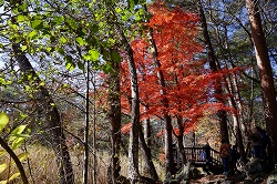 るり沼展望台の紅葉