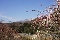 赤城山と紅白花桃