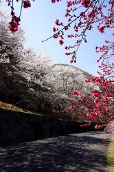 赤花桃と桜