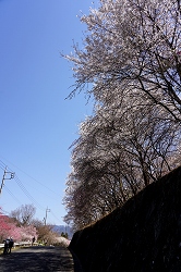 花桃街道の桜