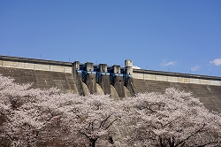桜と草木ダム