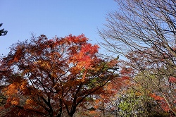 山ノ上公園の紅葉