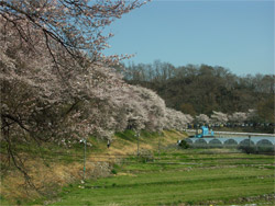満開の桜と琴平山
