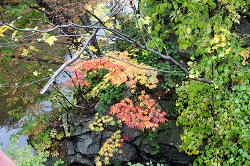 二見吊橋脇の紅葉