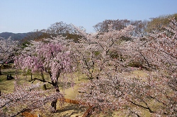 神社裏の石垣上から見た馬場の桜
