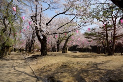 馬場の桜