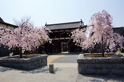 大手門と桜