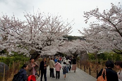 三門前の桜