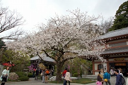 大黒堂前の桜