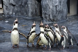 合唱するフンボルトペンギン