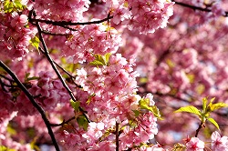ピンクが綺麗な河津桜