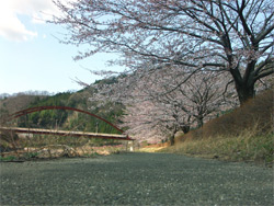 渡良瀬川沿いの桜