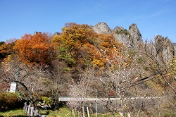 紅葉と冬桜と妙義山