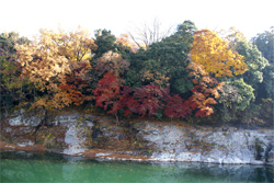岩畳対岸の紅葉