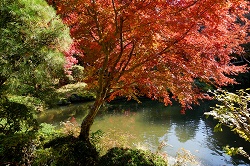 文殊の池と紅葉