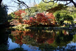 竜樹の池と紅葉