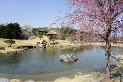 5分咲の桜と昆明池