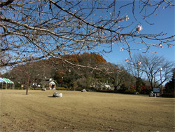 芝生公園からの桜山山頂