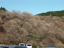 第１駐車場の冬桜