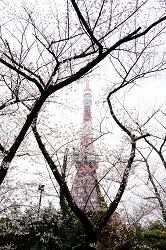 大殿裏の桜と東京タワー