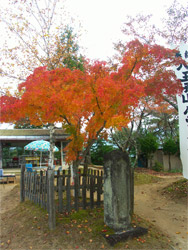 八雲神社の紅葉