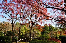 日本庭書院前の紅葉