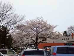 佐野ＳＡの桜は、ほぼ満開