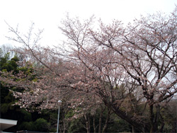 都賀西方ＰＡの桜は、7分咲き位