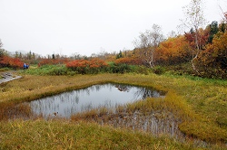 ミズバショウ湿原の池塘