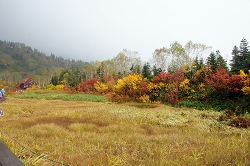 ミズバショウ湿原の紅葉
