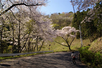 桜が続く車道
