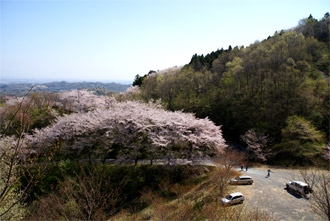 第2駐車場付近の桜