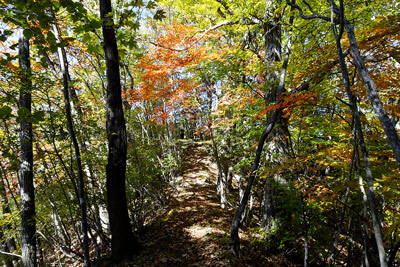 紅葉の中の登山道