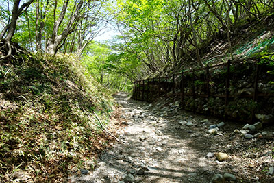 長七郎山への緩やかな登山道