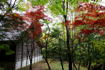 神社拝殿横の紅葉
