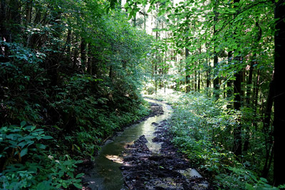 雨の影響で林道に水が流れる